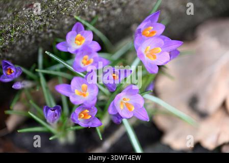 Detail of violet crocusses. Petals and stemans of yellow, orange and violet colors. Stock Photo