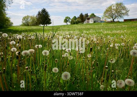 A vibrant, lush green meadow field filled with numerous white dandelion seed heads, also known as dandelion puffs or blowballs, standing tall on their Stock Photo