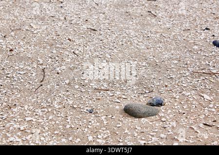 A detailed close-up view of a sandy beach surface densely covered with countless small, broken white seashells. Several natural gray pebbles and small Stock Photo