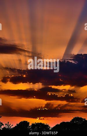 A breathtaking vertical shot of a dramatic sunset with vibrant orange and red skies, featuring prominent crepuscular rays (god rays) streaming through Stock Photo