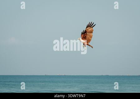 Brahminy Kite (Haliastur indus) flying over the ocean at Varkala Beach, Kerala Stock Photo