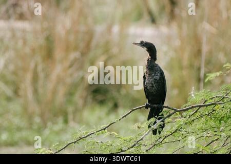 Cormorants - The black bird perched on the dead branch over water Stock Photo