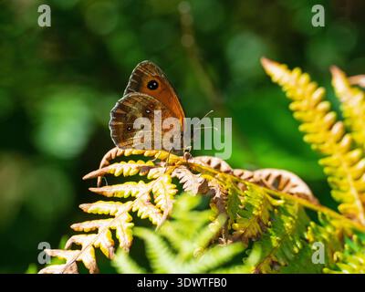 Gatekeeper Pyronia tithonus showing underside, resting on Bracken Pteridium aquilinum, Rockford Common, New Forest National Park, Hampshire, England, Stock Photo