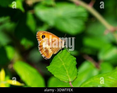Gatekeeper Pyronia tithonus resting on vegetation, showing underside, Alners Gorse Reserve, Butterfly Conservation Reserve, near Kings Stag, Dorset, E Stock Photo