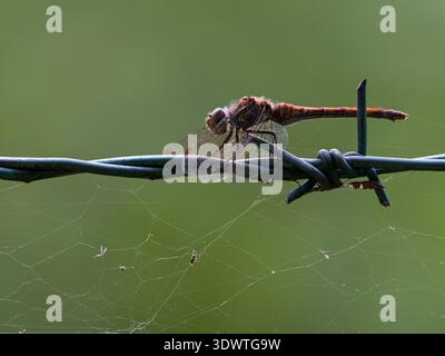 Common darter Sympetrum striolatum resting on a barbed wire fence, Westhay Moor Nature Reserve, Somerset Wildlife Trust Reserve, Avalon Marshes, Somer Stock Photo
