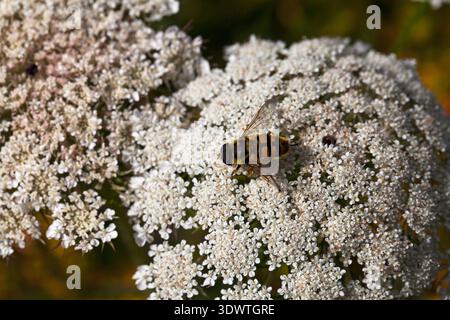 Hoverfly Myathropea florae on Wild carrot Daucus carota Ringwood Hampshire England UK July 2014 Stock Photo