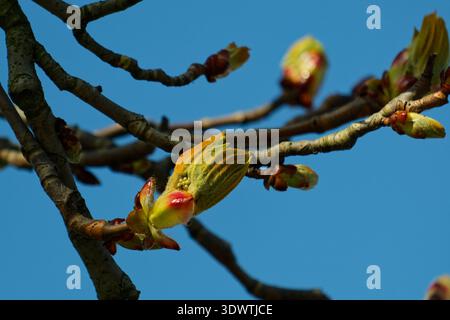 Springtime Tree Growth. Vivid Scene Of Budding Chestnut Trees And Emerging Leaves In Spring Atmosphere Stock Photo