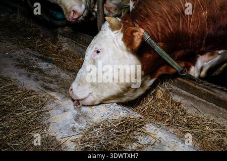 Cows in barn: feeding, brown and white cattle on hay. Stock Photo