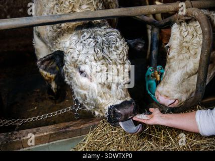 Cows feeding on hay in a barn with human interaction. Stock Photo