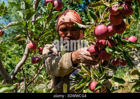 A worker carefully picks ripe Royal apples from a branch in an orchard in Roghi, surrounded by dense green foliage and fruit. Stock Photo