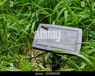 Outdoor solar powered garden light panel installed in grass with insect on surface highlighting renewable energy lighting, Renewable energy, Outdoor l Stock Photo