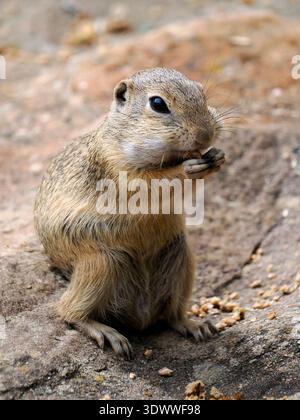 European ground squirrel or European souslik (Spermophilus citellus) eating pellets sitting on the ground Stock Photo