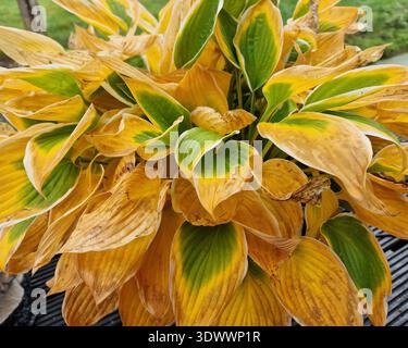 Leaves of Hostas or Plantain lilies (Hosta sp.) in autumn colors Stock Photo