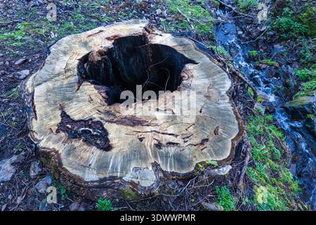 A large, weathered tree stump with visible growth rings and a hollowed dark center sits on a forest floor near a small stream and mossy rocks. Stock Photo