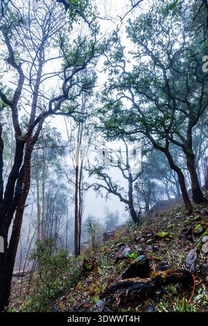 A low-angle view looks up a steep, rocky slope in a misty forest, featuring charred tree trunks with surviving green foliage against a foggy sky. Stock Photo