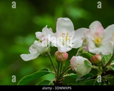 Blooming apple blossoms, Quebec,Canada Stock Photo