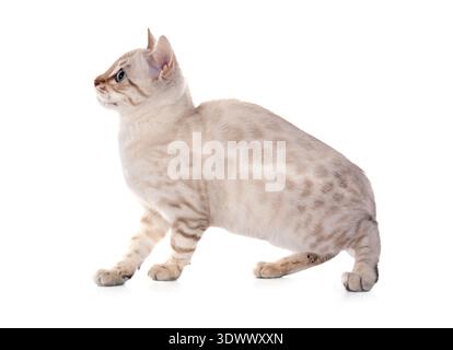 bengal cat in front of white background Stock Photo