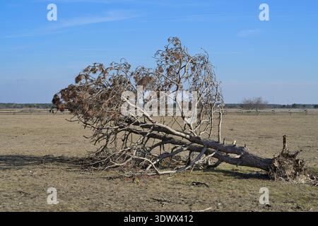 Uprooted dead pine tree lying on dry field. Fallen pine tree showing exposed roots in a dry, barren landscape under a clear blue sky. Stock Photo