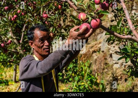 A worker carefully picks ripe Royal apples from a branch in an orchard in Roghi, surrounded by dense green foliage and fruit. Kinnaur district Himacha Stock Photo