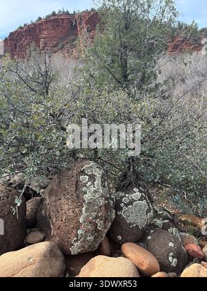 lichen covered rocks in foreground and red rock mountains in background, on a hiking trail near Sedona, Arizona. Stock Photo