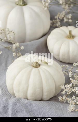Small natural white pumpkins with dried flowers closeup on grey linen fabric background. Festive autumn interior composition. Happy Thanksgiving card Stock Photo
