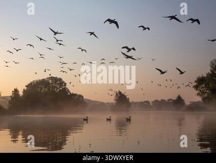 Flock of geese flying over a calm misty river or lake during golden hour morning light Stock Photo