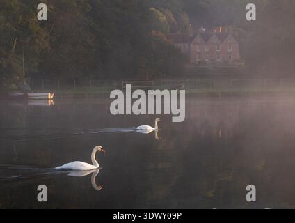 Two white swans floating on a calm River Thames reflecting historic Hardwick manor house  in early morning mist Stock Photo