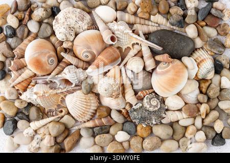 Mixed colorful seashells and pebbles closeup on beach. Seashore natural textured background. Summer vacation concept. Top view card. Stock Photo