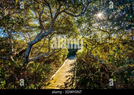 Wooden boardwalk path winding through stunted oak trees and coastal sage scrub overlooking the Morro Bay estuary in Los Osos Stock Photo