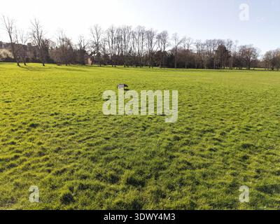 Dense Grass Surface Seen From Above with dog Stock Photo