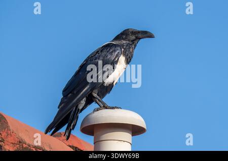 Close-up of a Pied Crow (Corvus albus) highlighting its black and white feathers and intelligent eye. Stock Photo