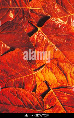 Close-up of yellow orange leaves with pronounced texture. The leaves are tightly spaced, creating the effect of volume and metallic surface. Stock Photo