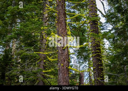 Old trees are covered in lush green moss within Lassen Volcanic National Park California Stock Photo