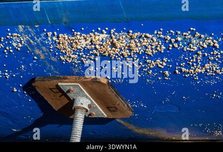 Barnacle covering a blue boat hull Stock Photo