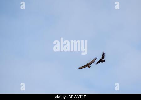 Crow Escaping Hawk in Blue Sky Dramatic Wildlife Action Stock Photo