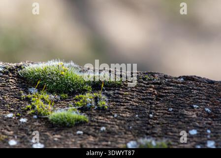 Green Moss Growing on Old Brick Wall Macro Texture Background Stock Photo