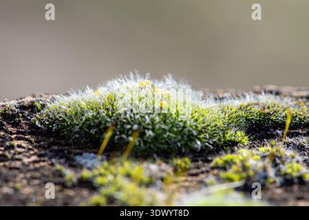 Green Moss Growing on Old Brick Wall Macro Texture Background Stock Photo