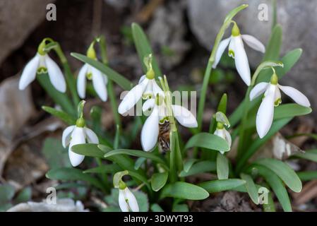 Bee Collecting Pollen on Snowdrop Flowers Early Spring Macro Stock Photo