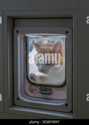 A ginger and white cat peers through a scratched glass cat flap, pressing its paw against the door while waiting to come inside Stock Photo