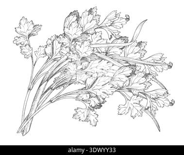 A bunch of parsley and green onions. Vector colored ink styled handmade illustration. For packaging design, cards, cover, prints, product labels and Stock Vector