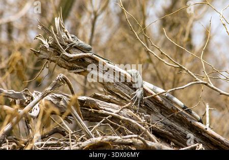 Camouflaged iguana resting on weathered branches in tropical thicket Stock Photo