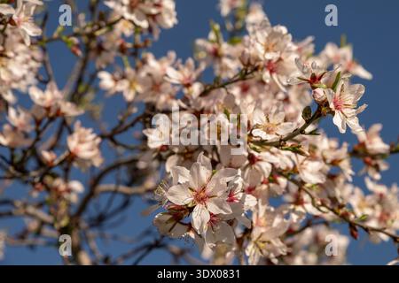 Blooming almond tree branches against blue sky in springtime, seasonal floral background. Stock Photo