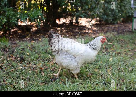 Two free-range chickens walking in a garden with greenery and natural ground cover. Stock Photo