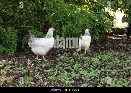 Two free-range chickens walking in a garden with greenery and natural ground cover. Stock Photo