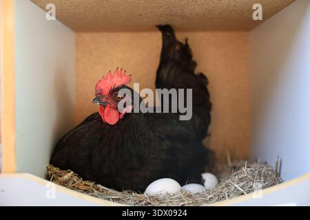 Black hen sitting on eggs in a nesting box with straw in a backyard chicken coop. Stock Photo