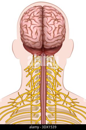 Cervical nerves, illustration. The cervical spinal nerves branch out ...