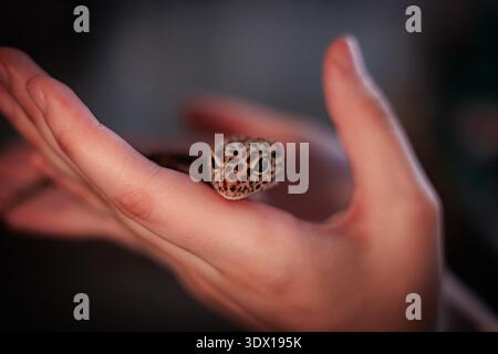 Leopard gecko resting calmly in human hands under soft lighting, close-up reptile portrait Stock Photo