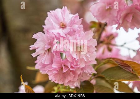 Delicate Double Cherry Blossoms in Full Bloom A Springtime Floral Extravaganza Stock Photo