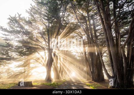 Scenic sunrise view of sun beams shining through Cypress Tree Tunnel at Point Reyes California with soft fog and golden morning light Stock Photo