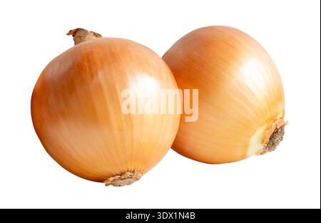 Two bulbs of white or big onions in stack are isolated on white background with clipping path. Stock Photo